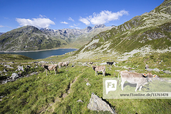 Cows in the green pastures with Lake Montespluga in the background  Chiavenna Valley  Valtellina  Lombardy  Italy  Europe