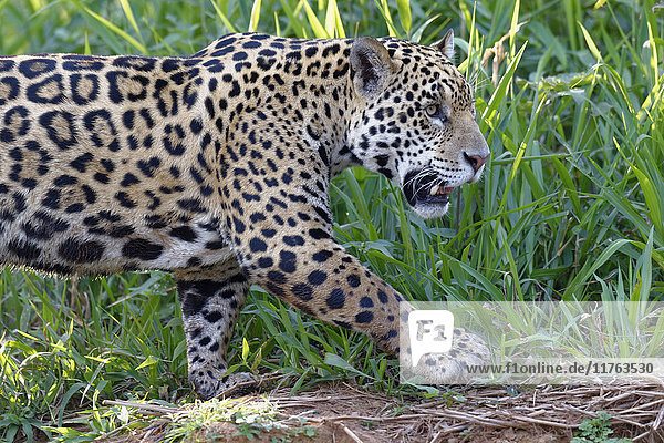 Junger Jaguar (Panthera onca) am Flussufer  Cuiaba Fluss  Pantanal  Mato Grosso  Brasilien  Südamerika