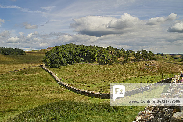 A section of Hadrian's Wall at Housesteads Fort  Bardon Mill  UNESCO World Heritage Site  Northumberland  England  United Kingdom  Europe