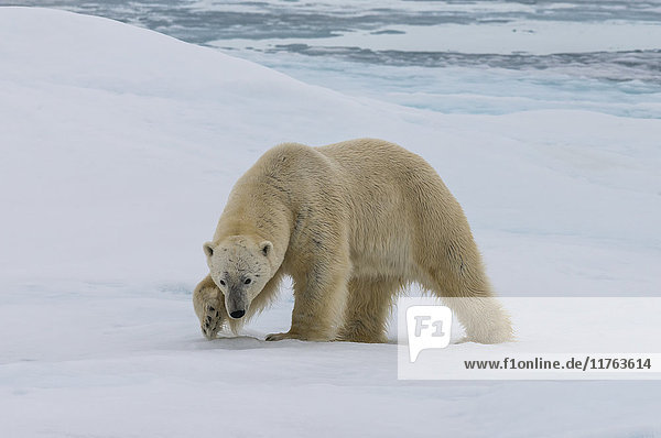 Männlicher Eisbär (Ursus maritimus) auf dem Packeis  Svalbard Archipel  Barentssee  Arktis  Norwegen  Skandinavien  Europa