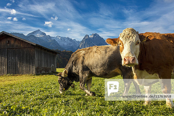 Cows in the green pastures framed by the high peaks of the Alps  Garmisch Partenkirchen  Upper Bavaria  Germany  Europe