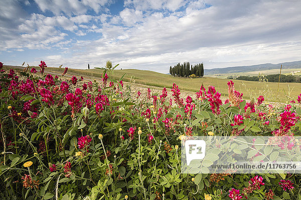 Rote Blumen umrahmen die sanften grünen Hügel des Val d'Orcia  UNESCO-Weltkulturerbe  Provinz Siena  Toskana  Italien  Europa