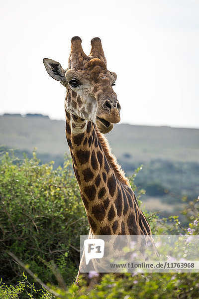 Porträt einer Giraffe im Amakhala-Wildreservat am Ostkap  Südafrika  Afrika