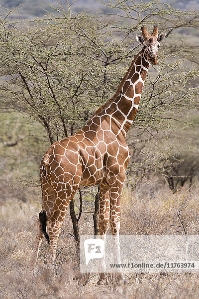 Reticulated giraffe (Giraffa camelopardalis reticulata)  Kalama Conservancy  Samburu  Kenya  East Africa  Africa