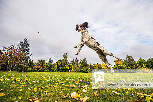 Springer Spaniel jumping to catch treat  United Kingdom  Europe