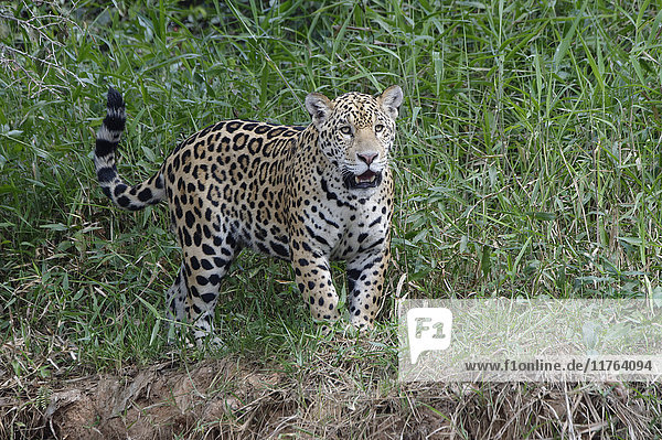 Junger Jaguar (Panthera onca) am Flussufer  Fluss Cuiaba  Pantanal  Bundesstaat Mato Grosso  Brasilien  Südamerika