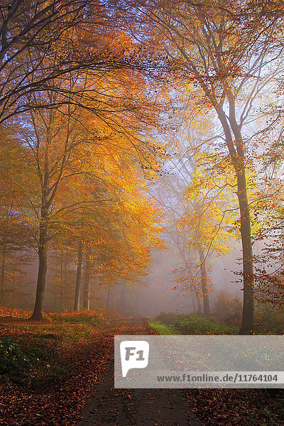 Autumnal forest near Kastel-Staadt  Rhineland-Palatinate  Germany  Europe