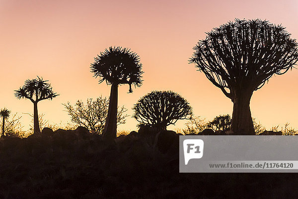Köcherbaumwald (Aloe dichotoma) bei Sonnenuntergang  Gariganus Farm  Keetmanshoop  Namibia  Afrika