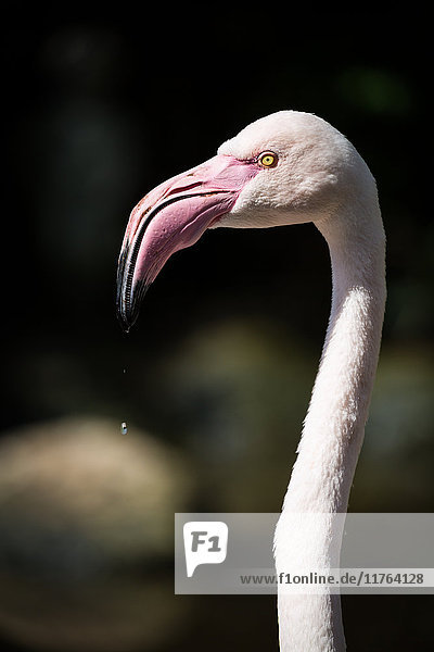 Rosa Flamingo Kopf und Hals  Birds of Eden in Plettenberg Bay  Südafrika  Afrika