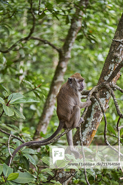 Long-tailed macaque in a mangrove forest  Langkawi  Malaysia  Southeast Asia  Asia
