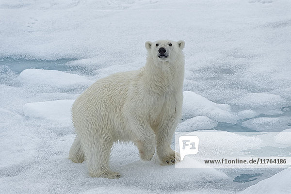 Weiblicher Eisbär (Ursus maritimus) auf dem Packeis  Svalbard Archipel  Barentssee  Arktis  Norwegen  Skandinavien  Europa