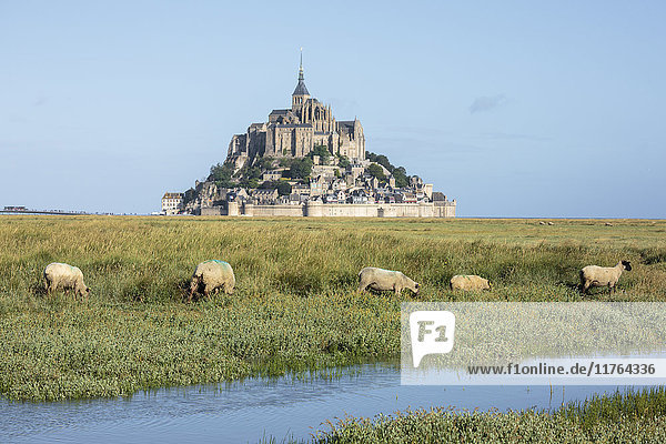 Weidende Schafe mit dem Dorf im Hintergrund  Mont-Saint-Michel  UNESCO-Weltkulturerbe  Normandie  Frankreich  Europa