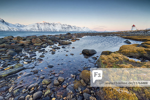 Gras und Felsen umrahmen den Leuchtturm  umgeben von gefrorenem Meer und schneebedeckten Gipfeln in der Morgendämmerung  Djupvik  Lyngen Alps  Troms  Norwegen  Skandinavien  Europa