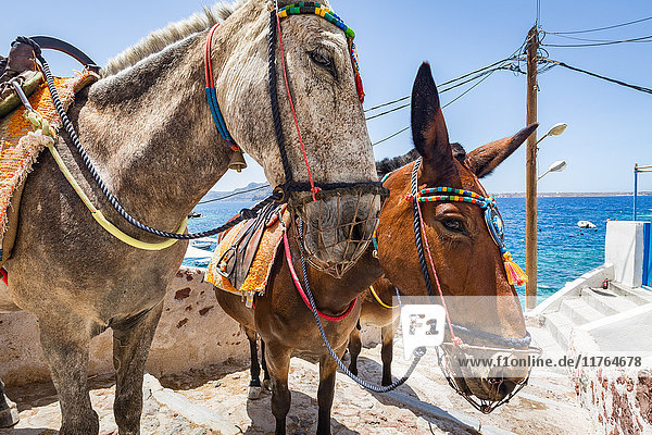 Esel und Maultiere bringen Touristen und Waren von Oia zur Ammoudi-Bucht (Amoudi) am Fuße der Stufen unten  Santorin  Kykladen  Griechische Inseln  Griechenland  Europa