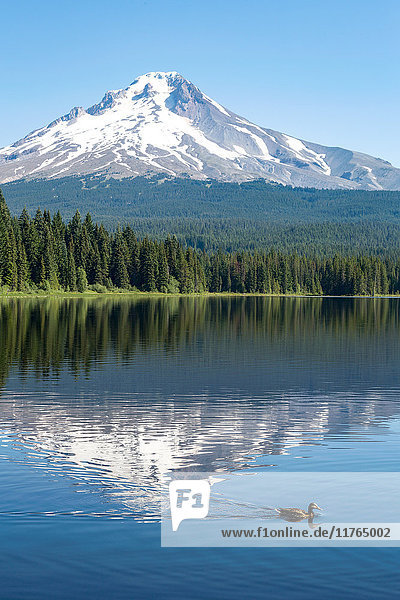 Mount Hood  Teil der Cascade Range  spiegelt sich perfekt im stillen Wasser des Trillium Lake  Oregon  Vereinigte Staaten von Amerika  Nordamerika