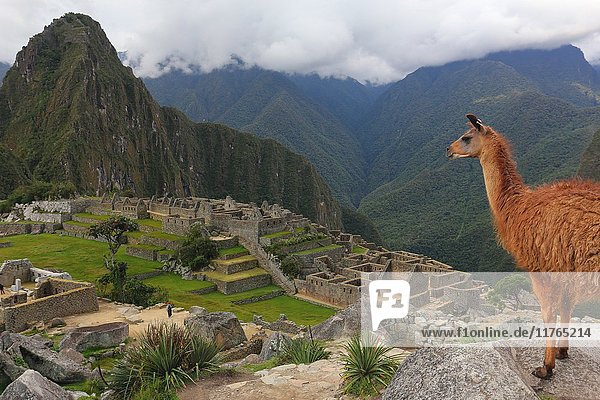 Stehendes Lama am Aussichtspunkt von Machu Picchu  UNESCO-Weltkulturerbe  Peru  Südamerika
