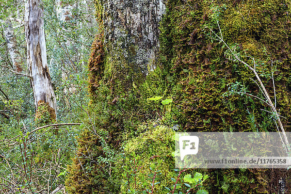 Mit Moos und Flechten bedeckte Rinde im patagonischen Nothofagus-Buchenwald  Alberto de Agostini-Nationalpark  Feuerland  Chile  Südamerika