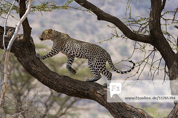 Ein Leopard (Panthera pardus)  der auf einem Ast läuft  Samburu National Reserve  Kenia  Ostafrika  Afrika