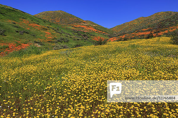 Mohnblumen und Goldfelder  Chino Hills State Park  Kalifornien  Vereinigte Staaten von Amerika  Nordamerika