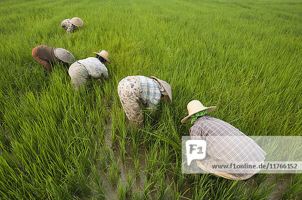 Frauen roden Gras von Reisfeldern in der Nähe von Keng Tung  Shan-Staat  Myanmar (Birma)  Asien