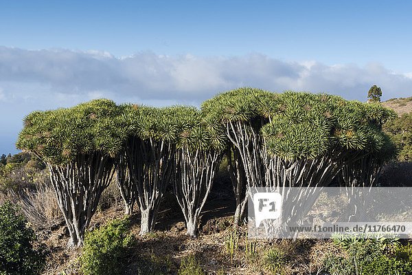 Drachenbäume (Dracaena draco)  Insel La Palma  Kanarische Inseln  Spanien  Europa