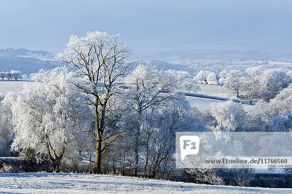Frosty landscape  Powys  Wales  United Kingdom  Europe