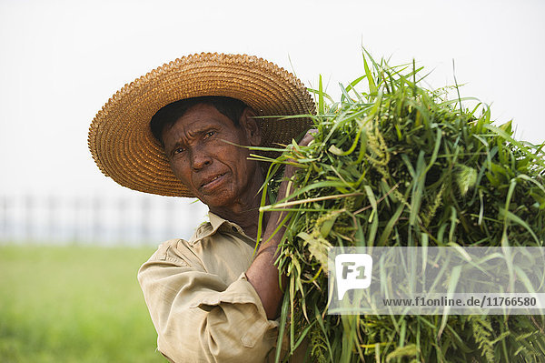 Ein Mann hält ein Bündel Gras  das er von den Reisfeldern gerodet hat  Mandalay State  Myanmar (Burma)  Asien