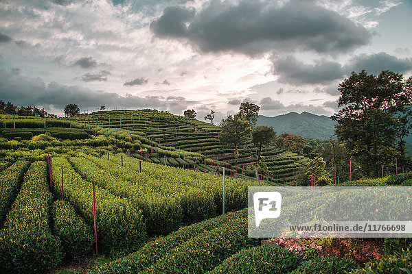 Longjing Tea fields in the hills near West Lake Hangzhou Zhejiang China Asia