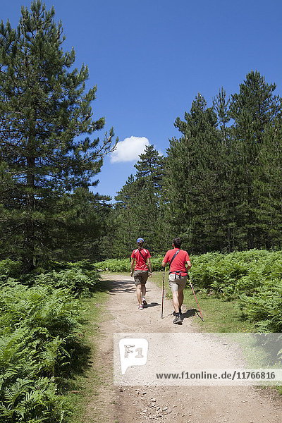 Wanderer gehen auf dem Weg in den grünen Wäldern des Col de Bavella (Bavella-Pass)  Solenzara  Südkorsika  Frankreich  Europa