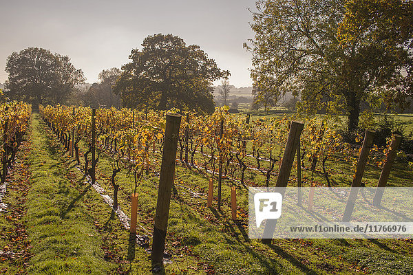 Vineyard  Chapel Down Winery  near Tenterden  Kent  England  United Kingdom  Europe