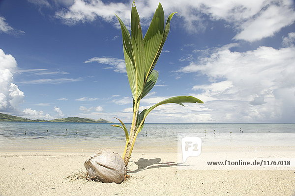 Junge Kokospalme  die sich auf einer Insel niederlässt  Fidschi  Pazifik
