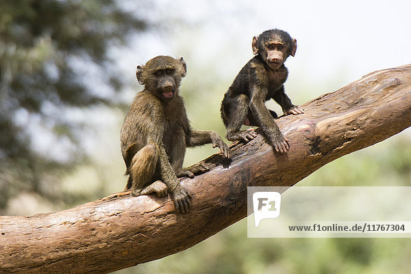 Olive baboons (Papio anubis) looking at the camera  Kalama Conservancy  Samburu  Kenya  East Africa  Africa