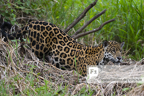 Ein Jaguar (Panthera onca) bewegt sich durch das Gras  Fluss Cuiaba  Pantanal  Mato Grosso  Brasilien  Südamerika