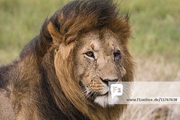 Porträt eines männlichen Löwen (Panthera leo)  Masai Mara  Kenia  Ostafrika  Afrika