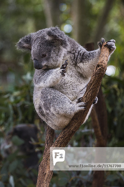 Koala (Phascolarctos cinereus)  Lone Pine Sanctuary  Brisbane  Queensland  Australien  Pazifik