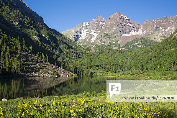 Alpine Sonnenblumen (Hymennoxys grandiflora)  Maroon Lake  Maroon Bells Peaks im Hintergrund  Maroon Bells Scenic Area  Colorado  Vereinigte Staaten von Amerika  Nordamerika