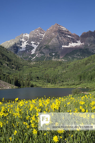 Alpine Sonnenblumen (Hymennoxys grandiflora)  Maroon Lake  Maroon Bells Peaks im Hintergrund  Maroon Bells Scenic Area  Colorado  Vereinigte Staaten von Amerika  Nordamerika