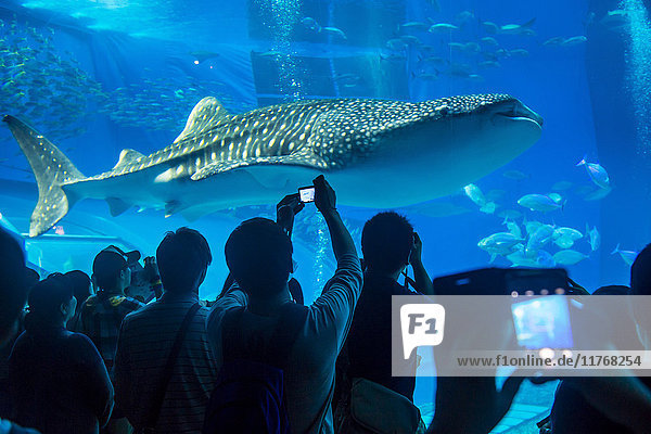 Whaleshark in the Churaumi Aquarium  Ocean Expo Park  Okinawa  Japan  Asia
