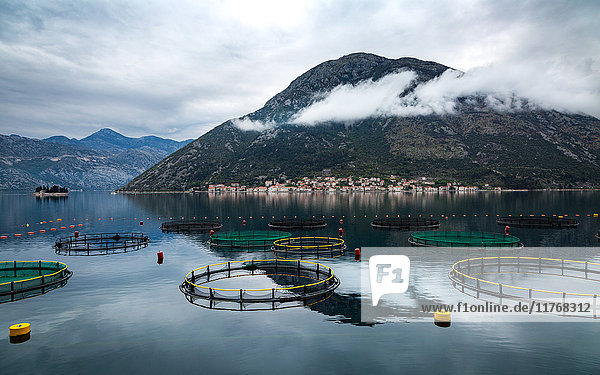 Blick über die Bucht von Kotor in Richtung der Stadt Perast  mit kreisförmigen Fischernetzen im Vordergrund  Bucht von Kotor  UNESCO-Weltkulturerbe  Montenegro  Europa