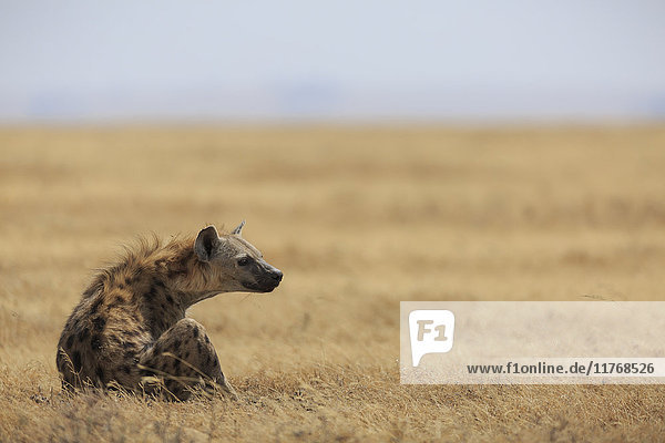 Tüpfelhyäne (Crocuta crocuta)  Ngorongoro-Schutzgebiet  Tansania  Ostafrika  Afrika