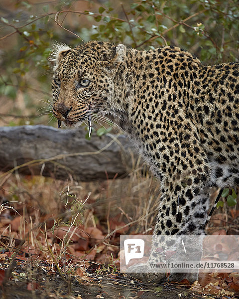 Leopard (Panthera pardus) with Cape porcupine quills stuck in it Kruger National Park South Africa Africa