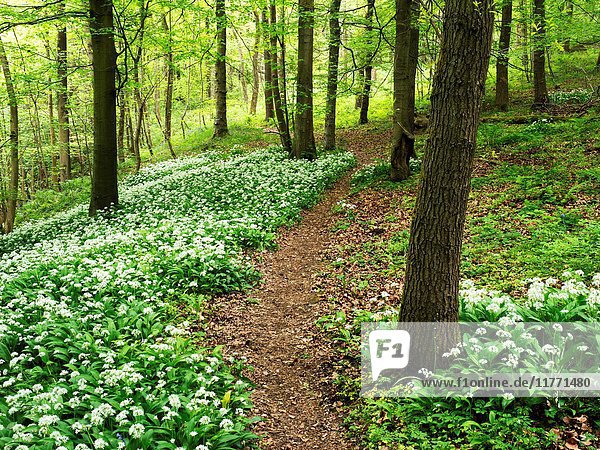 Path through Wild Garlic Flowers in Skipton Castle Woods in Spring Skipton North Yorkshire England.
