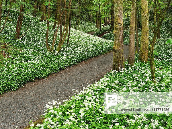 Wild Garlic Flowers by a Footpath through Strid Wood at Bolton Abbey North Yorkshire England.