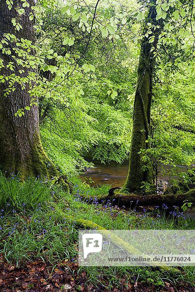 Bluebells on the bank of the River Barle near Dulverton in Exmoor National Park  Somerset  England.