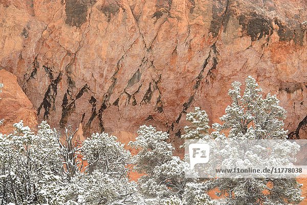 Fresh snow and rocks  Dixie National Forest  Red Canyon  Utah  USA.