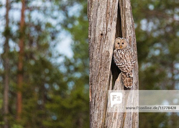 Ural owl  Strix uralensis sitting at his nest in an old tree trunk looking in to the camera  Norrbotten  Sweden.