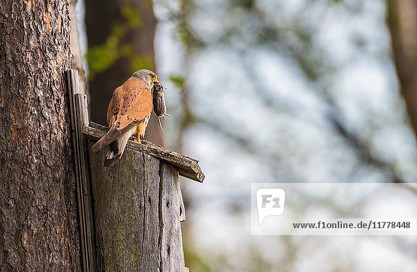 Male Common kestrel  Falco tinnunculus  sitting on top of a bird-house with a vole in his beak  Norrbotten  Sweden.