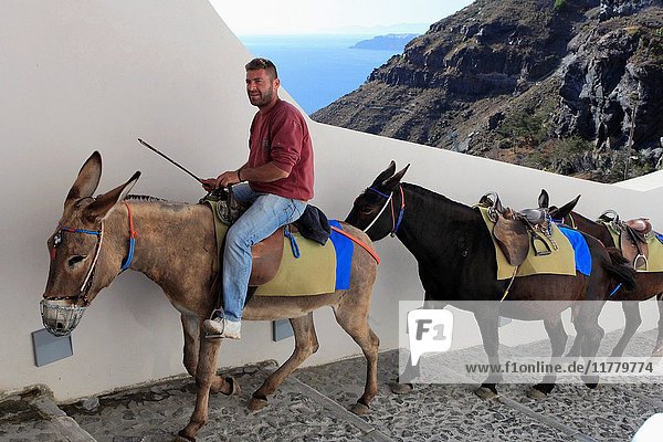 Greece  Cyclades  Santorini  man riding a donkey .