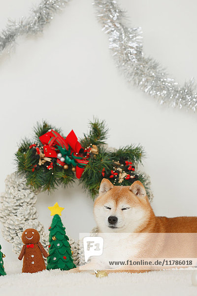 Shiba inu dog with Christmas decorations