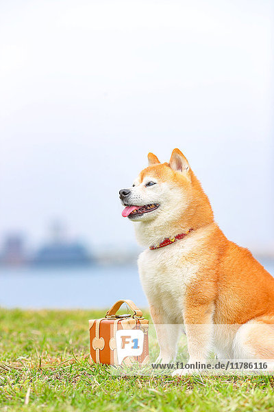Shiba inu dog by the sea
